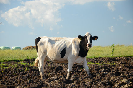 Grazing cow in the rural countryside of San Ramon, Canelones, Uruguay, under a clear blue sky.の写真素材