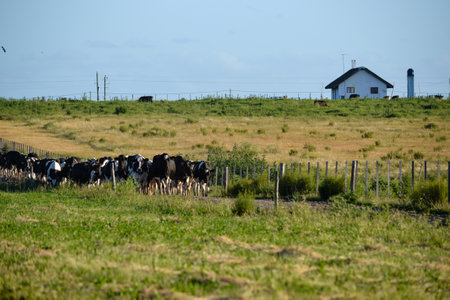 Cows grazing in lush San Ramon countryside, Canelones, Uruguay under blue skyの写真素材