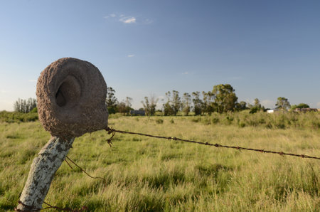 Clay Oven Nest on Fence in Serene San Ramon Countrysideの写真素材