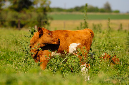 Calf in lush green countryside, San Ramon, Canelones, Uruguayの写真素材