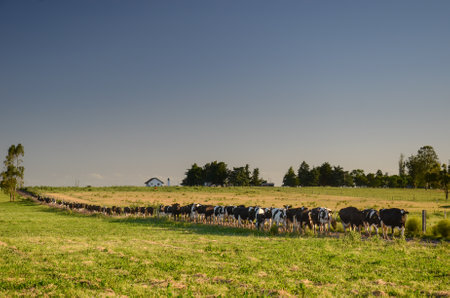 Cows meander through idyllic Canelones countryside under clear blue skyの写真素材