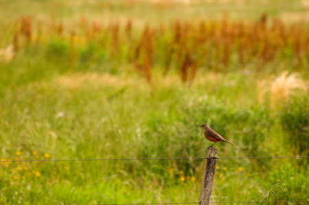 Solitary bird on fence post in lush San Ramon countryside, Uruguay.の写真素材