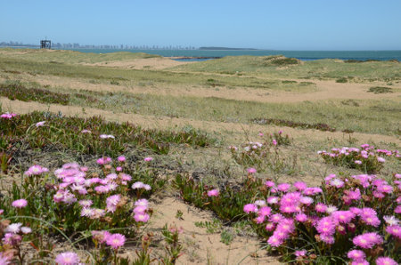 Punta del Este coastline with wildflowers and city skyline in distanceの写真素材