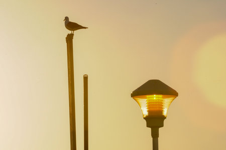 Seagull on pole at sunset near glowing streetlamp by coastの写真素材