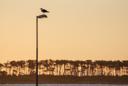 Seagull on lamp post at sunset, overlooking tranquil coastal landscapeの写真素材