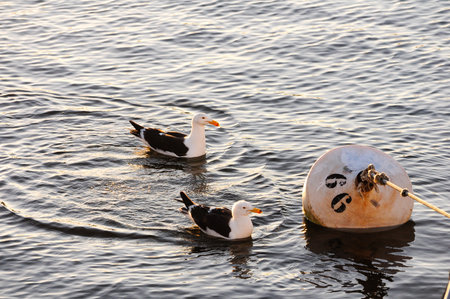 Two seagulls gracefully swim near a buoy on the rippling waters at sunset.の写真素材