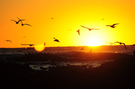 Seagulls glide over ocean at sunrise, painting sky in golden huesの写真素材