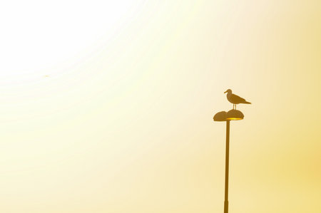 Silhouette of a seagull perched on a streetlamp against a glowing, golden sky.の写真素材