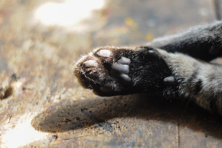 Cat paw basking in sunlight on rustic wood surfaceの写真素材