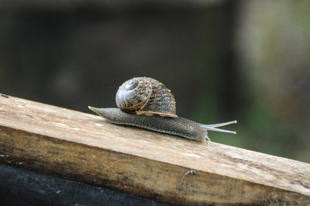 Lone snail crawls on wood, highlighting nature's beauty and delicate detailsの写真素材