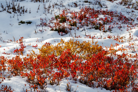 A field of red and yellow plants covered in snow. The snow is white and the plants are bright and colorfulの写真素材