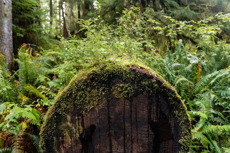 A moss covered log in a forest. The forest is lush and greenの写真素材