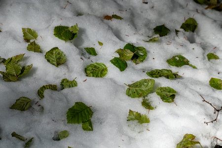 A snow covered ground with green leaves scattered on it. The leaves are partially covered by the snow, giving the scene a serene and peaceful atmosphereの写真素材