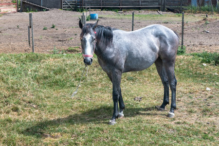 A horse is standing in a field with a blue barrel behind it. The horse is gray with a pink noseの写真素材