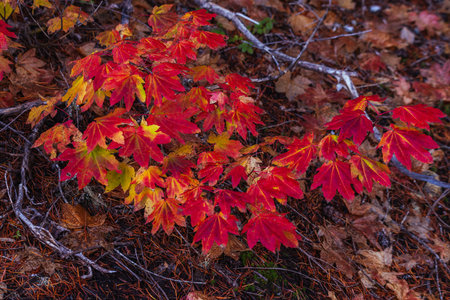 A tree with red leaves is in the foregroundの写真素材