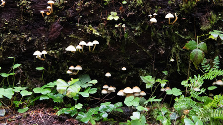 A log covered in mushrooms and moss. The mushrooms are scattered all over the log and some are even growing on the moss. The scene is peaceful and sereneの写真素材