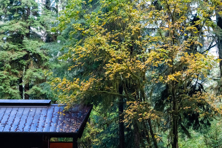 Forest cabin with lush foliage and autumn trees on Oregon Coast