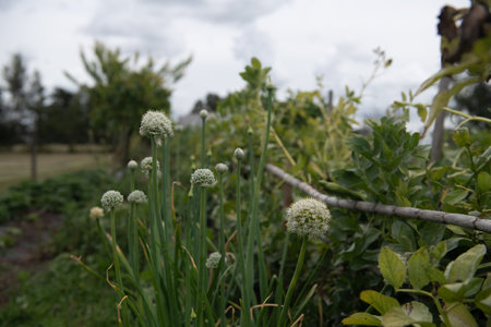 Chive Flowers Blooming in Lush Garden Under Cloudy Skyの写真素材