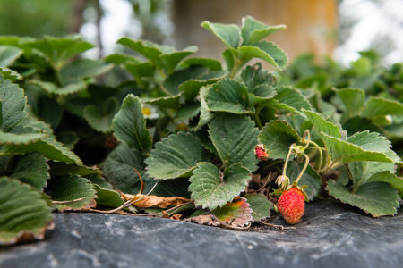 Close-up of ripe and unripe strawberries on lush green plants in a garden.の写真素材