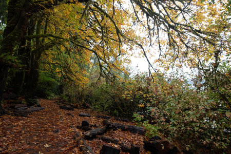 Serene forest path with vibrant autumn foliage on the Oregon Coastの写真素材