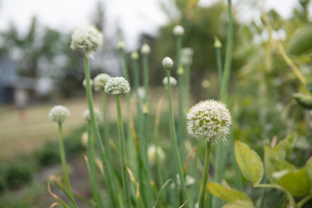 White allium flowers in a sunlit garden showcasing nature's simple beautyの写真素材