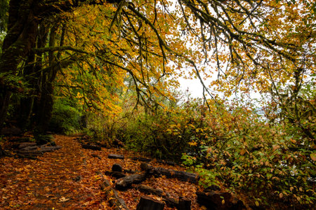 Autumn leaf-covered forest path with vibrant foliage on Oregon Coastの写真素材