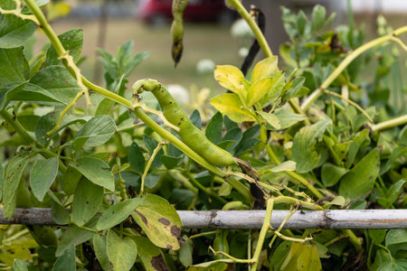 Lush foliage with ripe beans, showcasing a thriving garden environmentの写真素材