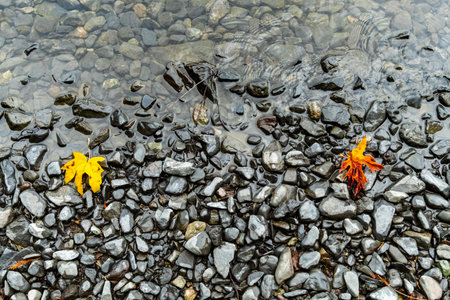 Vibrant autumn leaves rest on wet pebbles at the mesmerizing Oregon Coast.の写真素材