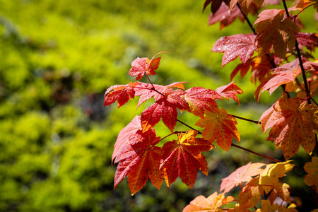 Vibrant autumn leaves in rich red and orange, showcasing seasonal beauty
