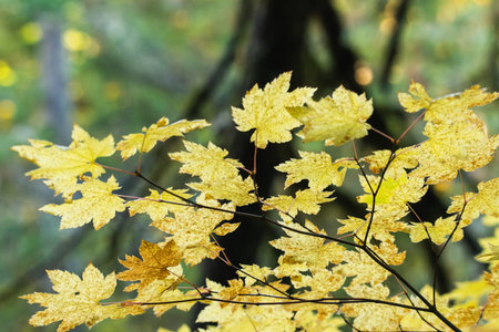 Golden leaves in sunlight capture autumn's tranquil essence in serene forestの写真素材