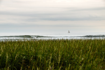 Tranquil ocean view with sailboat under overcast sky, framed by coastal grassの写真素材