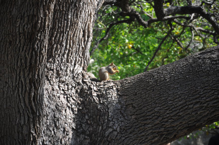 Squirrel perched on a tree branch, enjoying a snack amidst lush green foliage.
