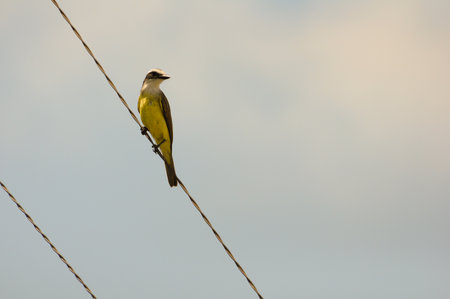 Solitary bird on a wire against tranquil, cloudy sky captures peaceful beauty.