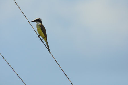 Small bird with yellow and brown plumage on a wire against a blue sky
