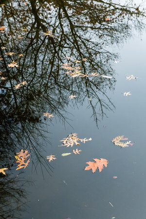 Autumn leaves floating on a calm pond with reflected tree branches.の写真素材