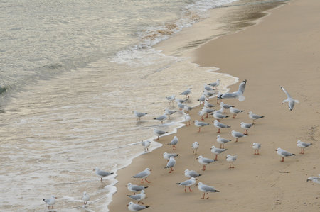 Seagulls gather along sandy shore as gentle waves reach the coastの写真素材