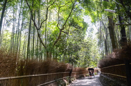 Kyoto, Kyoto Prefecture, Japan. June 04, 2013: Visitors stroll through the serene Arashiyama Bamboo Grove in Kyoto, Japan.の写真素材