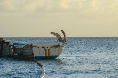 Pelican takes flight from boat with serene ocean at sunriseの写真素材