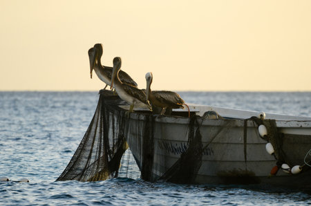 Pelicans Rest on Fishing Boat at Sunset in Tranquil Ocean Watersの写真素材