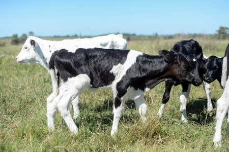 Calves Grazing in Lush Pasture Under Blue Sky in San Ramon, Uruguayの写真素材