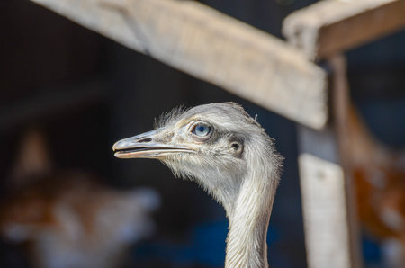 Ostrich Close-up with Focused Gaze in Sunlit Farm Enclosureの写真素材