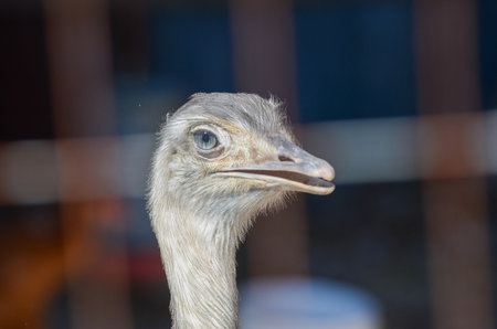 Ostrich close-up at farm showcasing eyes and textured feathersの写真素材