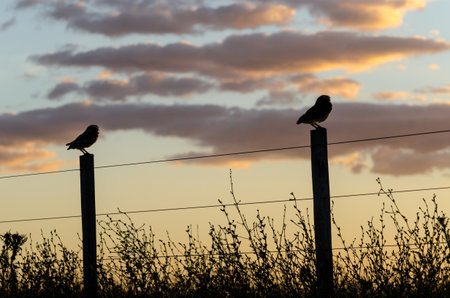 Birds Silhouetted on Fence at Sunset with Dramatic Sky