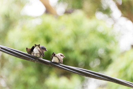 Birds on a Wire with Vibrant Green Foliage Backgroundの写真素材