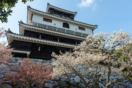 Japanese castle with blooming trees under blue sky in Iwakuni