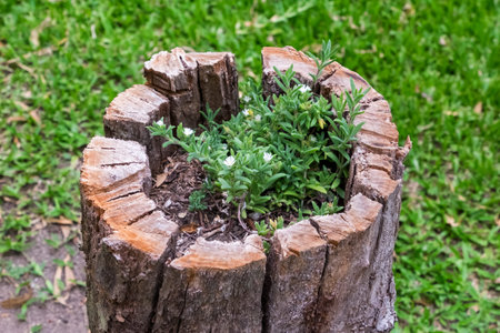 Plants Thrive in Tree Stump Showing Nature's Resilience