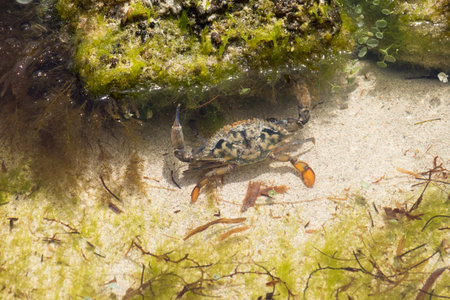 Close up photo of a crab in clear shallow water on a sandy bottom, surrounded by green seaweed and algaeの写真素材