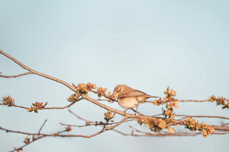 Chiffchaff (Phylloscopus collybita) perched on a branchの写真素材