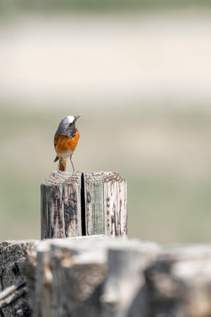 Redstart (Phoenicurus phoenicurus) perched on a postの写真素材