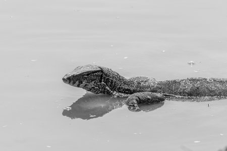 Water monitor lizard (Varanus salvator) swimming in the water